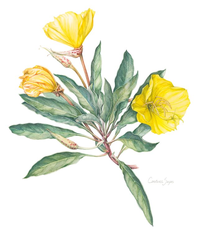 Flora: Scientific Botanical Illustrations of Colorado Plants